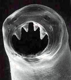 Research image 5-1