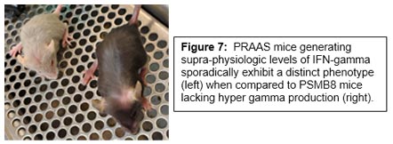 Research Image 7