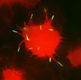 Russo_research image 1