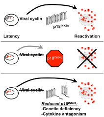 van Dyk_research image_1