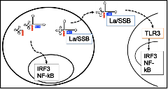 van Dyk_research image_2