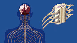 peripeheral nerve 250
