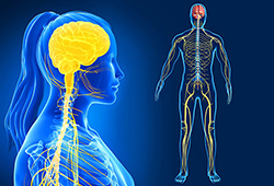 peripheralnerve 3