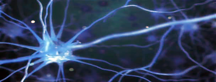 peripheralnerve 900