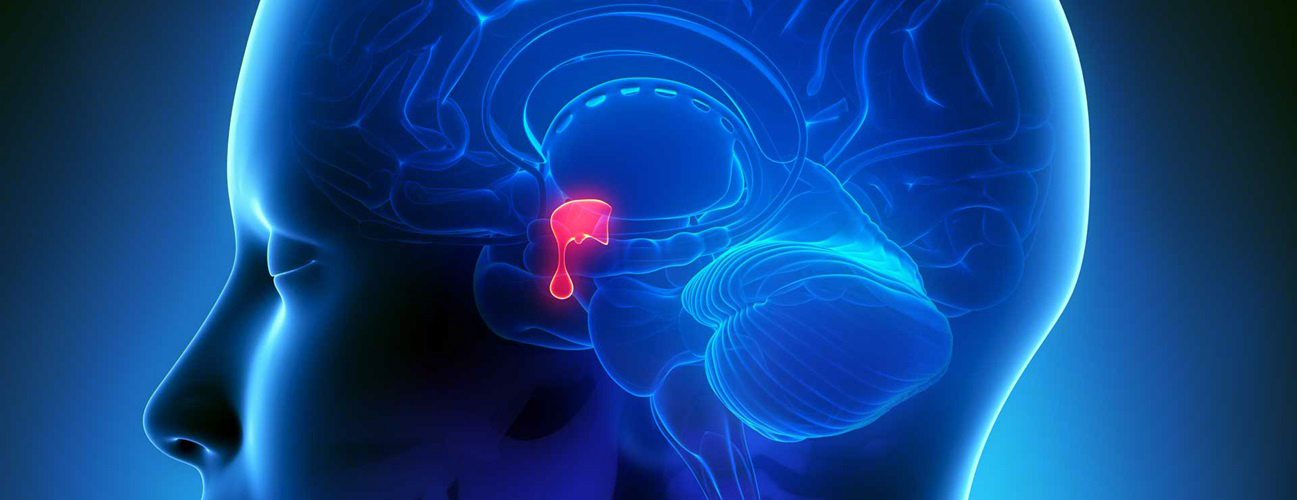 graphic of brain highlighting pituitary gland graphic of brain highlighting pituitary gland