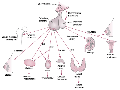 pituitary graphic pituitary graphic