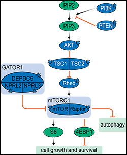 Graphic of cell growth and survival