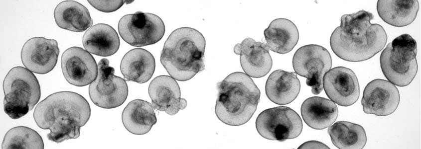 Cellsite-1-19