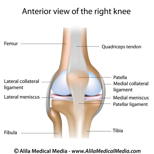 Knee, Kneecap and Joint Knee, Kneecap and Joint