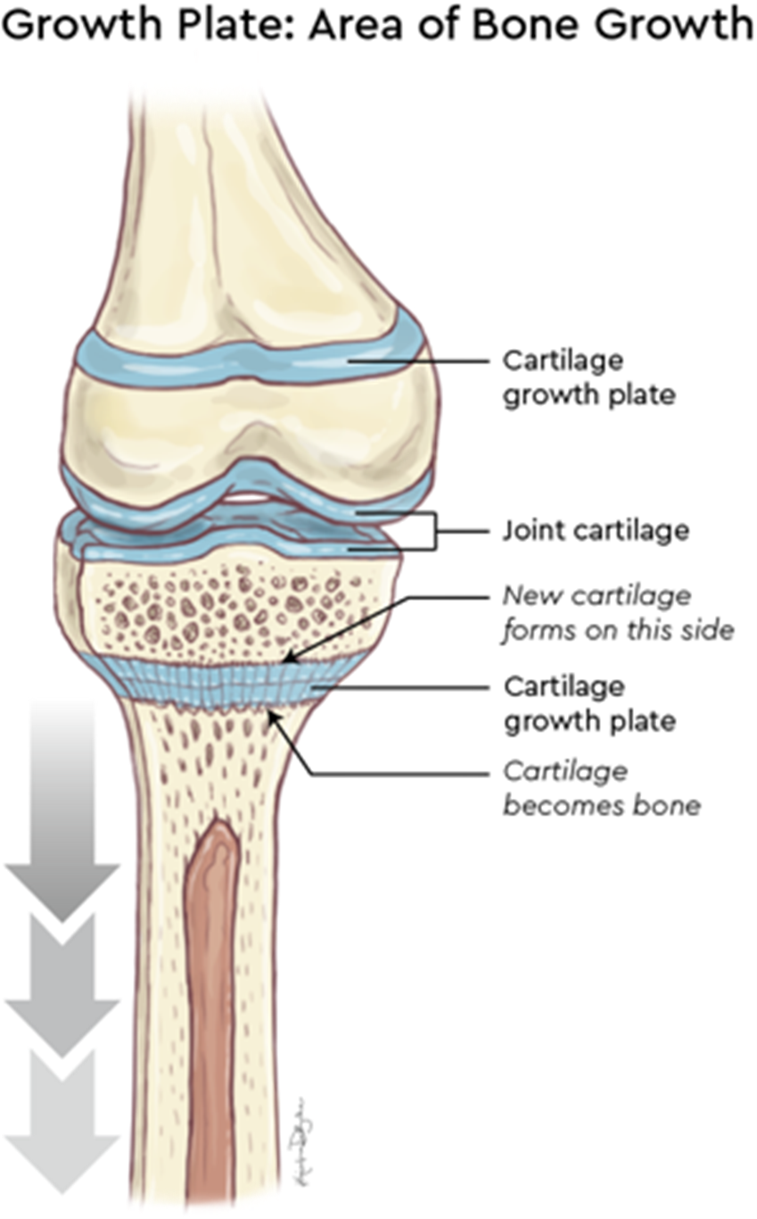 Growth Plate-Area of Bone Growth