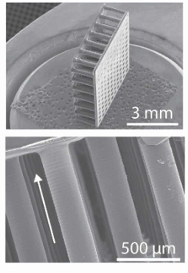Growth Plate Formation