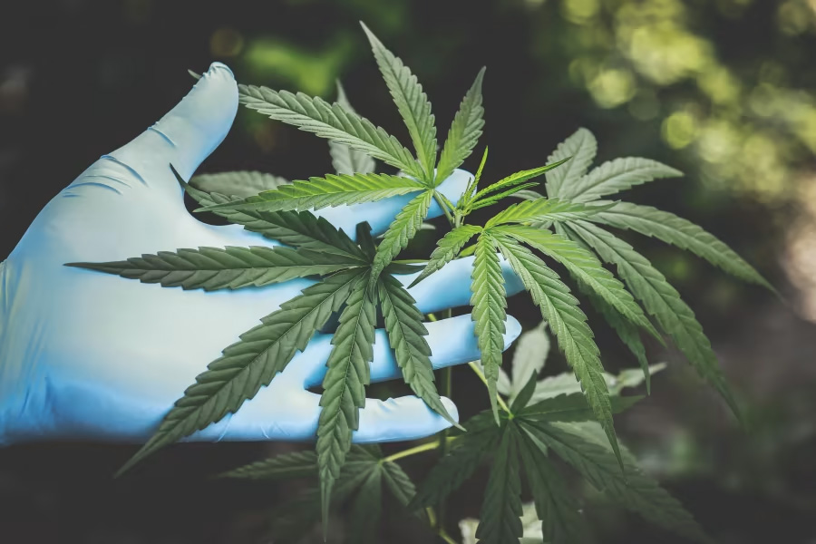 Cannabis and Cannabinoids, Treating Chronic Pain in Adults