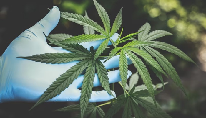 Cannabis and Cannabinoids, Treating Chronic Pain in Adults Cannabis and Cannabinoids, Treating Chronic Pain in Adults