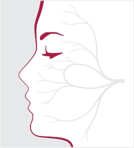 Facial Nerve Photo
