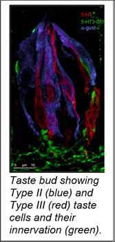 Sue Kinnamon Research Picture 1