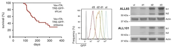 Activated Notch Signaling Activated Notch Signaling