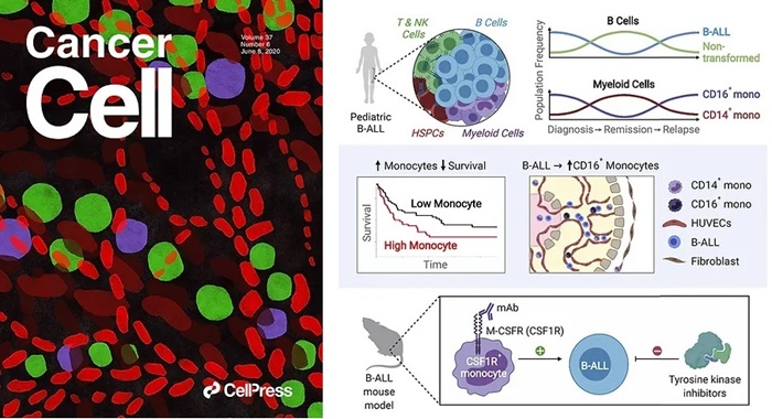 Extensive Remodeling of the Immune Microenvironment Extensive Remodeling of the Immune Microenvironment