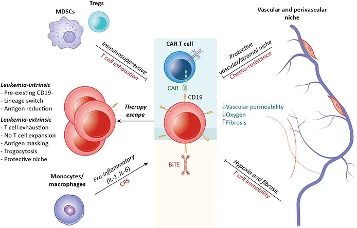Immune-Based Therapies in Acute Leukemia