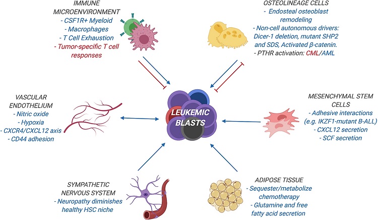 Mapping and targeting of the leukemic microenvironment Mapping and targeting of the leukemic microenvironment