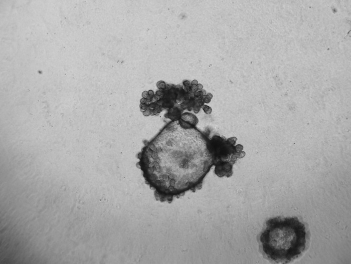 Mouse Esophagus
