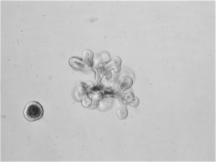 Mouse Jejunum