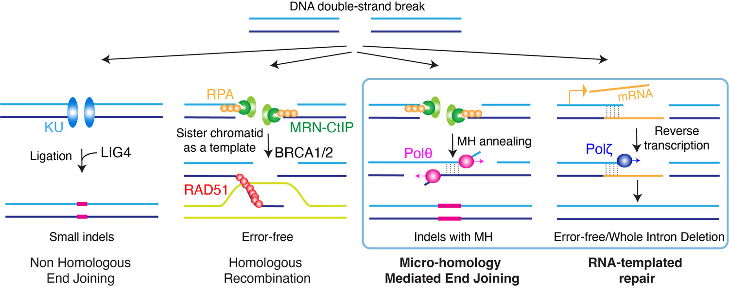 Asset 2 DNA double strand break diagram