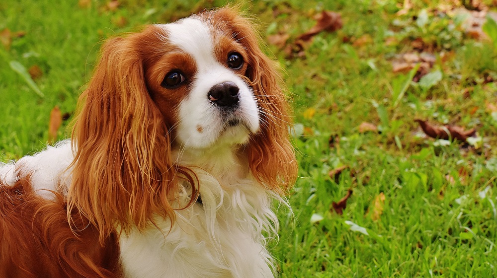 Photo of a Cavalier King Charles Spaniel.
