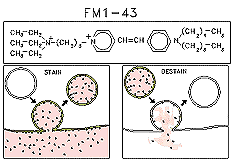 Betz figure 1