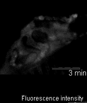 Betz figure 4