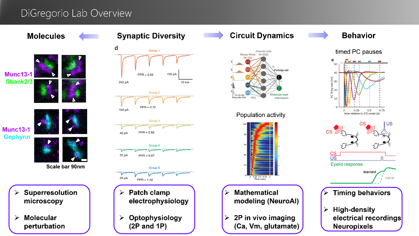 DiGregorio Lab overview