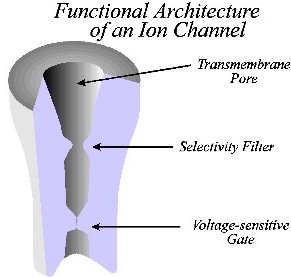 Levinson figure 1