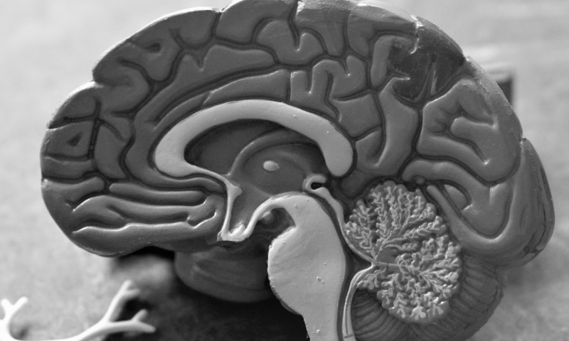 Neuroscience Grad