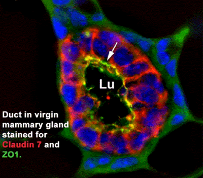 Neville Lab -- Figure 1