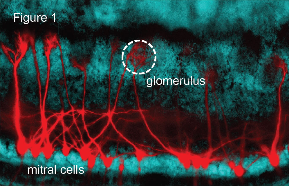 Figure 1 -- Mitral Cells