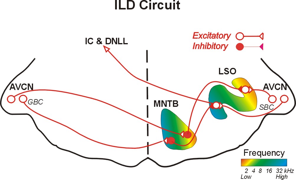 Tollin Lab -- Figure 1