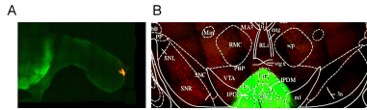 Vijayaraghavan Lab -- Figure 4