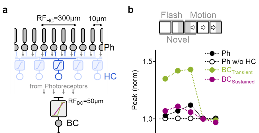detailed simulation of motion processing detailed simulation of motion processing