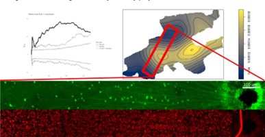 ganglion-cells-in-mouse-retina