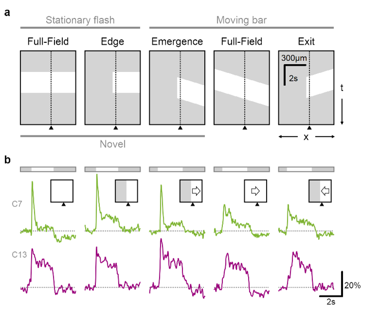 glutamate release in the retina is sensitive to novel object appearance glutamate release in the retina is sensitive to novel object appearance