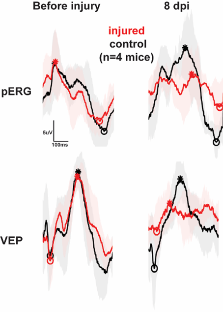 In-vivo electrophysiology In-vivo electrophysiology