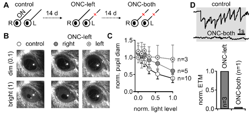 In-vivo recording of visual reflexes In-vivo recording of visual reflexes