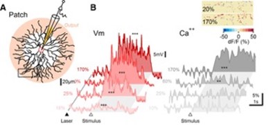 Membrane potential and dendritic calcium recording from SAC reveal different contrast dependence Membrane potential and dendritic calcium recording from SAC reveal different contrast dependence