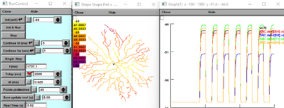 NEURON simulations NEURON simulations