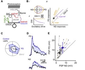NMDARs Perform Multiplicative Scaling of Synaptic Inputs in DSGCs NMDARs Perform Multiplicative Scaling of Synaptic Inputs in DSGCs