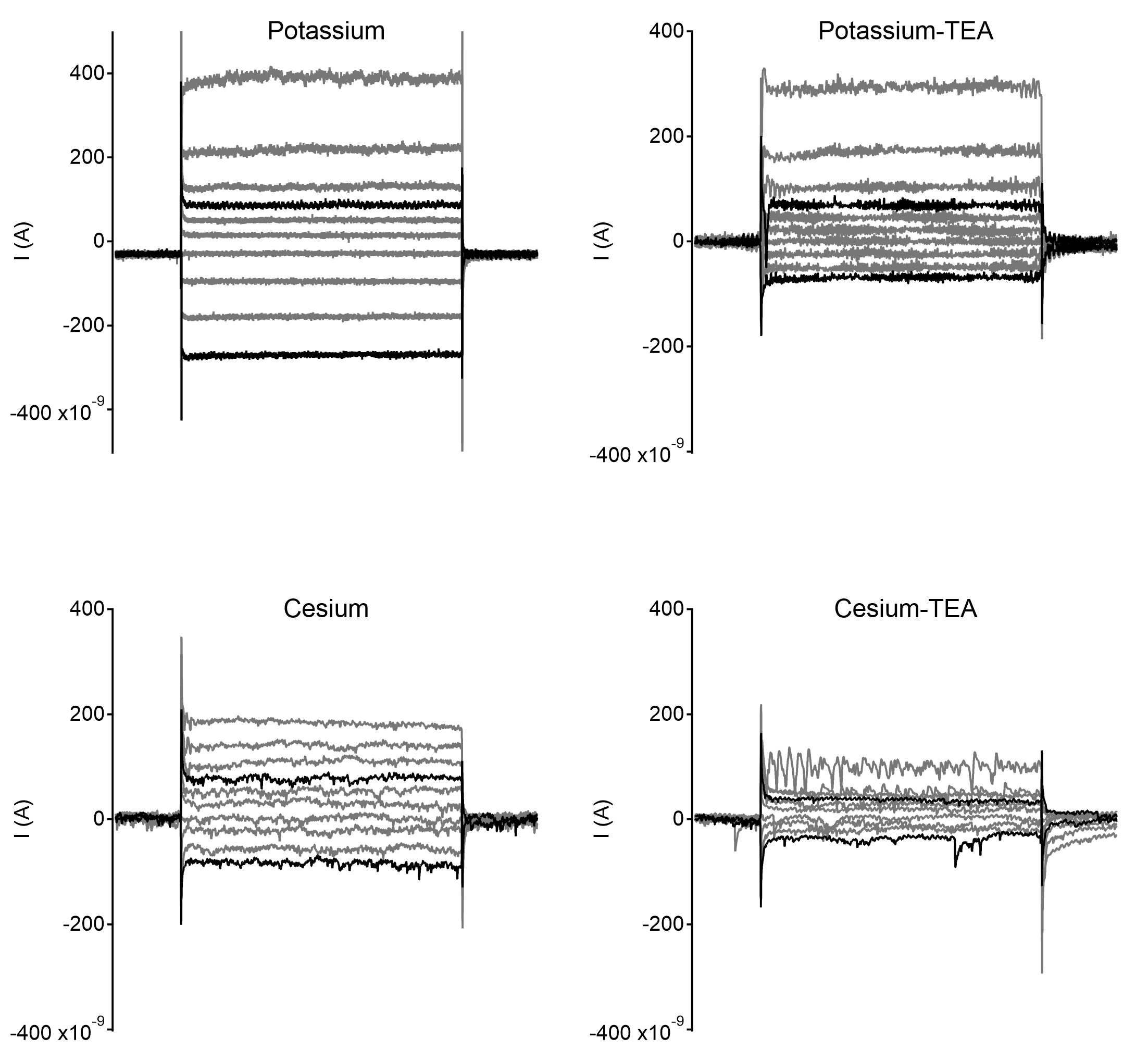 Patch clamp electrophysiology Patch clamp electrophysiology