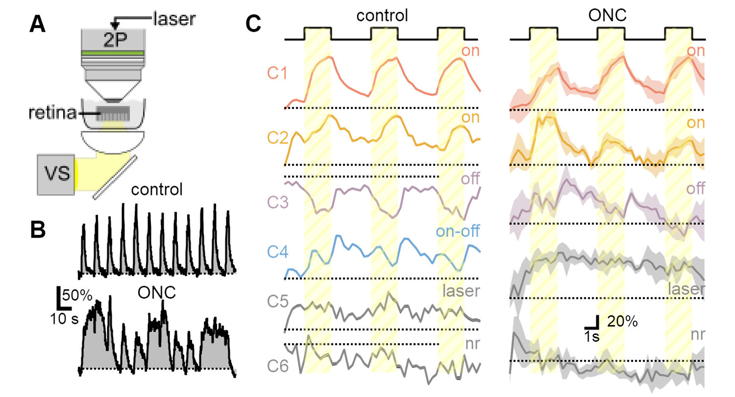 Retinal function, figure 1 Retinal function, figure 1