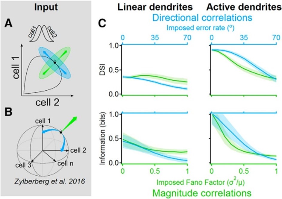 Signal-space noise correlations enhance the information capacity of active dendrites Signal-space noise correlations enhance the information capacity of active dendrites