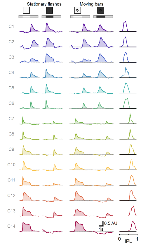 Static and moving objects in retinal bipolar cells
