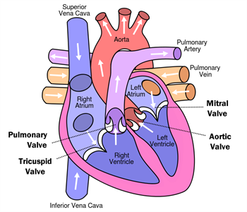 Heart With Coronary Arteries Heart Valves