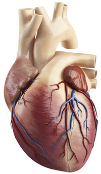 Heart With Coronary Arteries Heart With Coronary Arteries